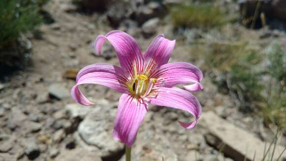 Слика од Rhodophiala rhodolirion (Baker) Traub