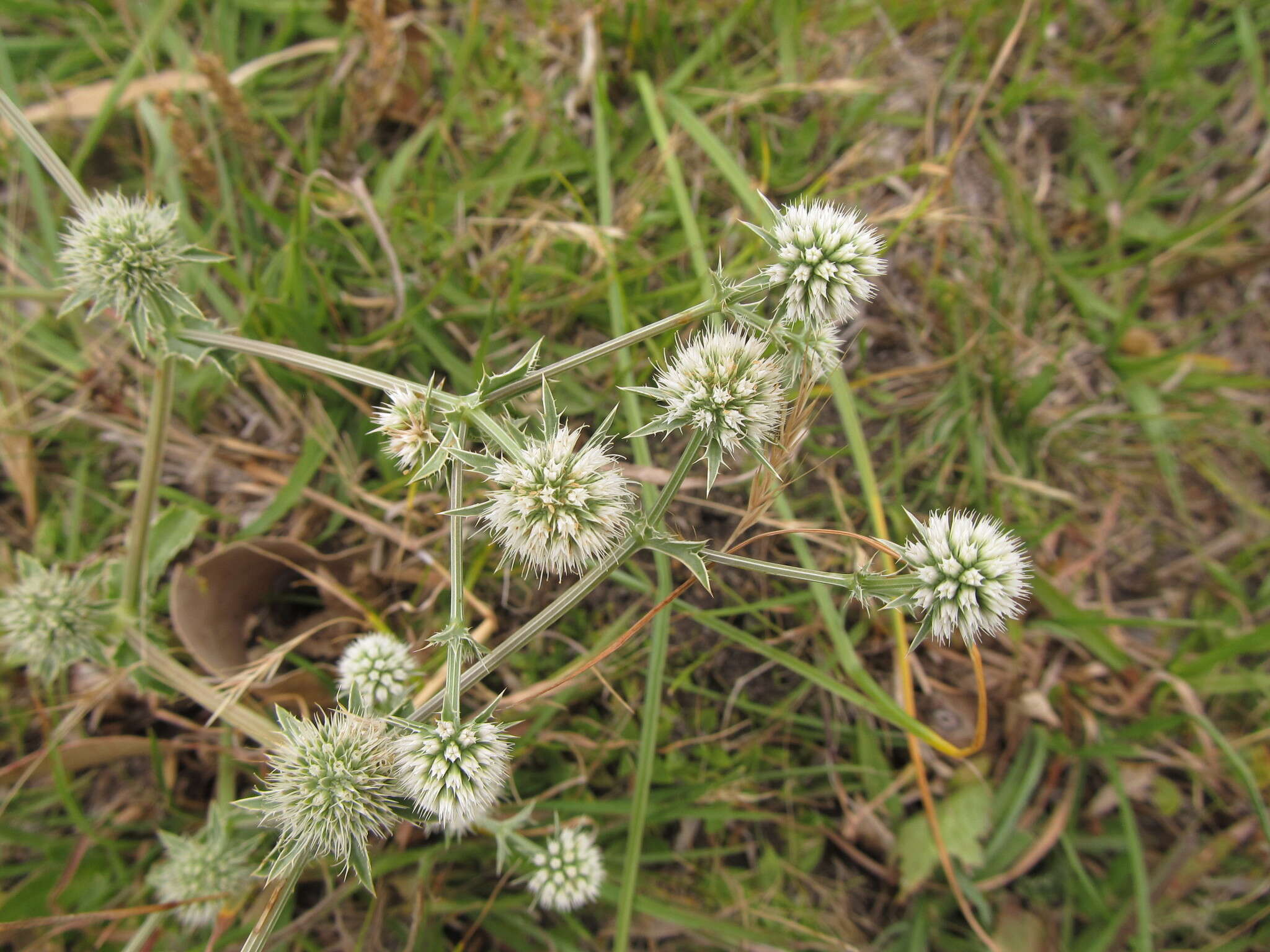 Eryngium nudicaule Lam. resmi