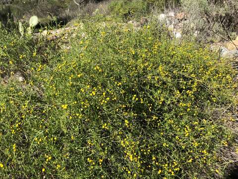 Image of Senecio angustifolius (Thunb.) Willd.