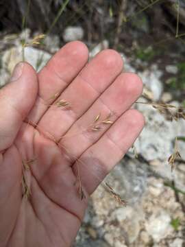 Image of Texas fescue