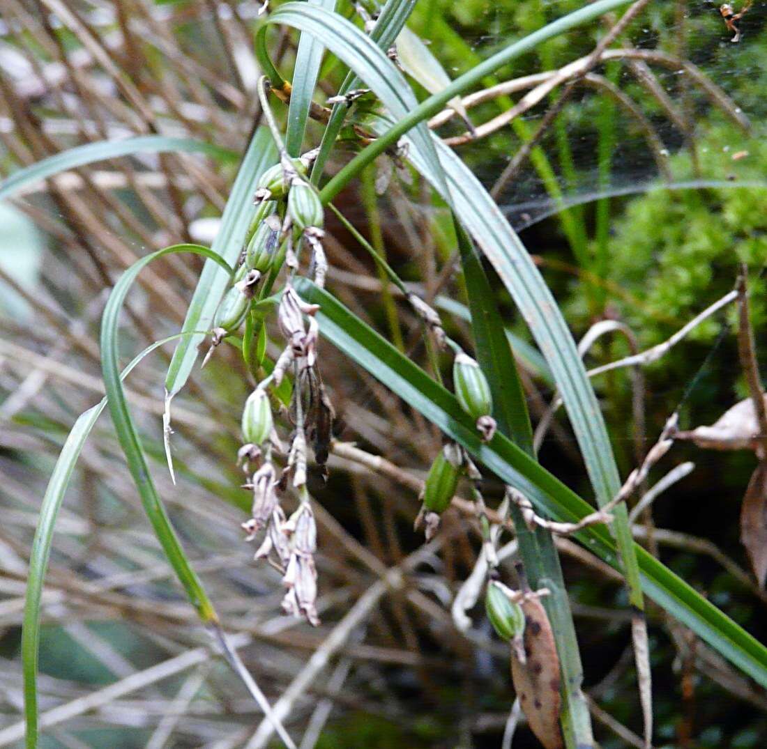 Plancia ëd Earina mucronata Lindl.