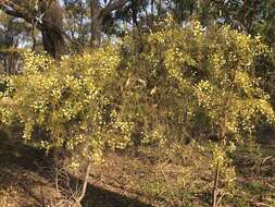 صورة Acacia genistifolia Link