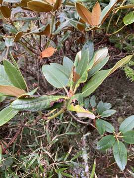 صورة Rhododendron hyperythrum Hayata