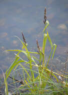 Echinochloa esculenta (A. Braun) H. Scholz resmi