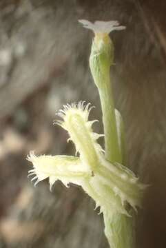 Image of sagebrush combseed