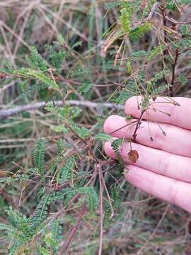 Image of Dodonaea multijuga G. Don