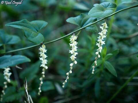 Image of Dioscorea orientalis (J. Thiébaut) Caddick & Wilkin