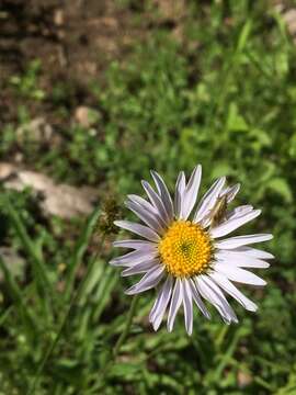 Image of Glacier Fleabane