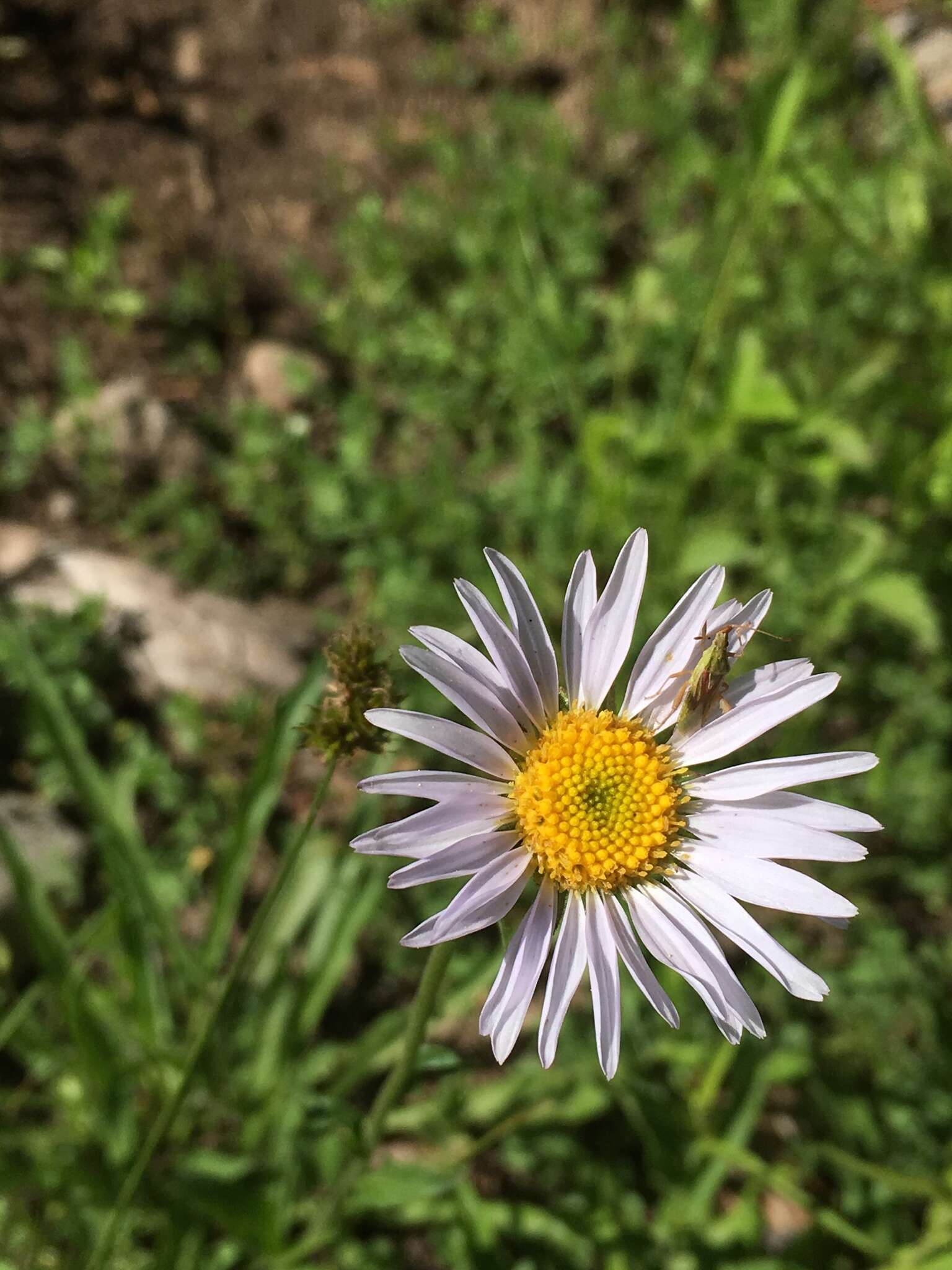 Image of Glacier Fleabane