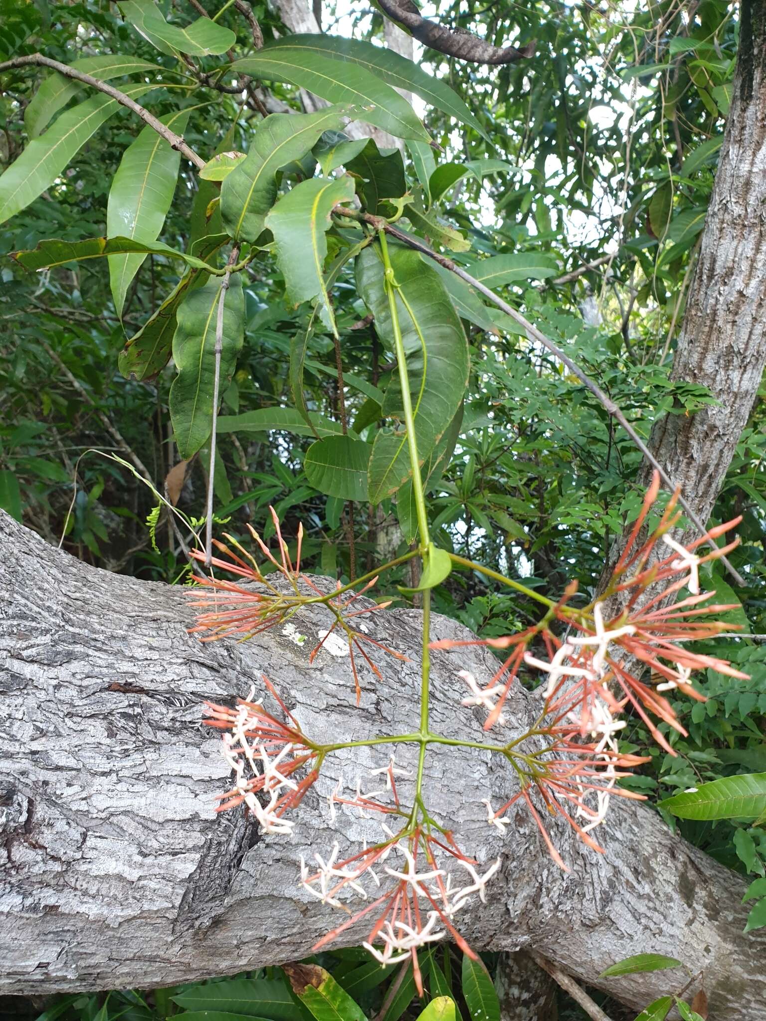 صورة Ixora platythyrsa Baker