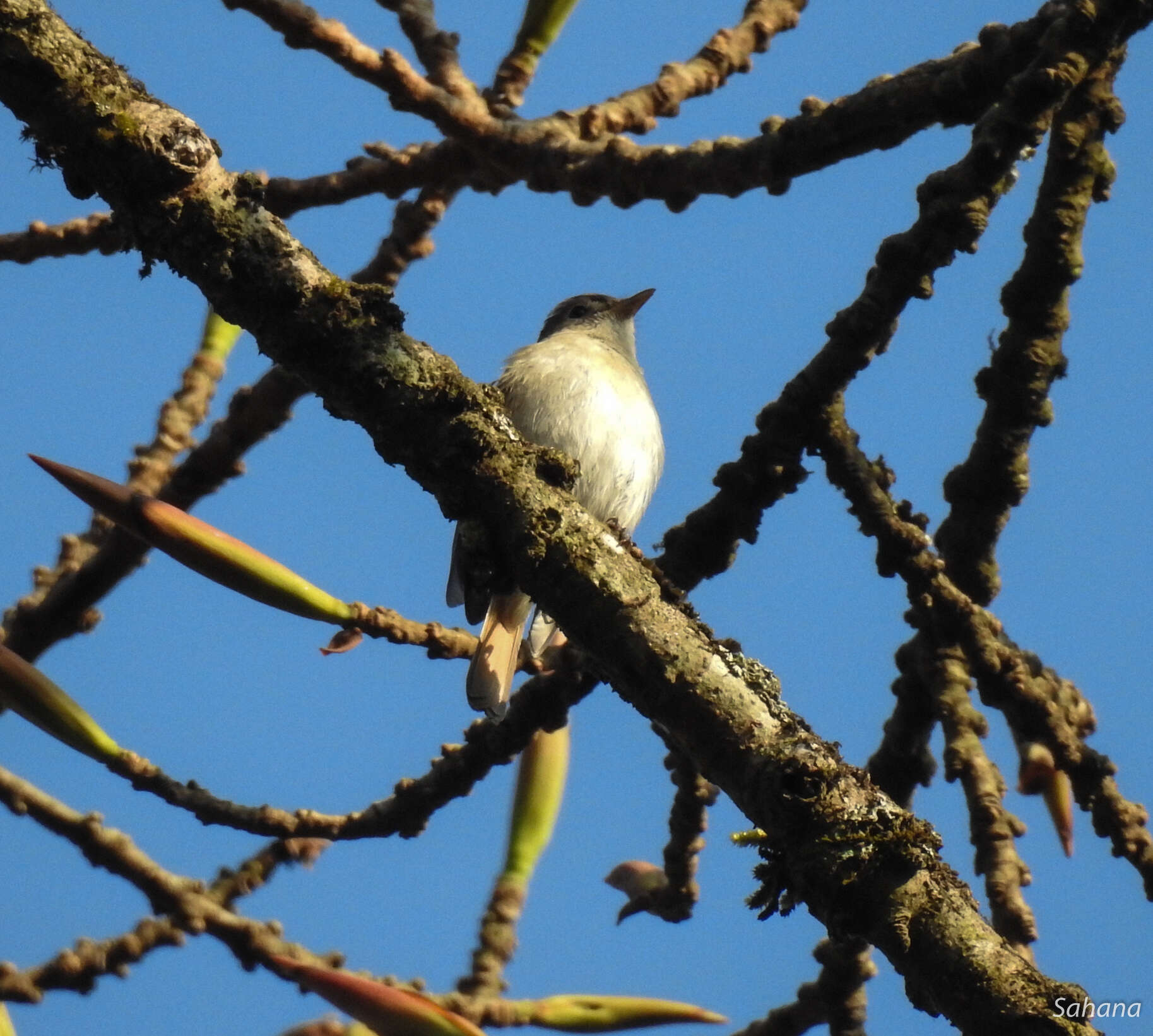 Image of Rusty-tailed Flycatcher