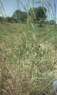 Image of bluestem