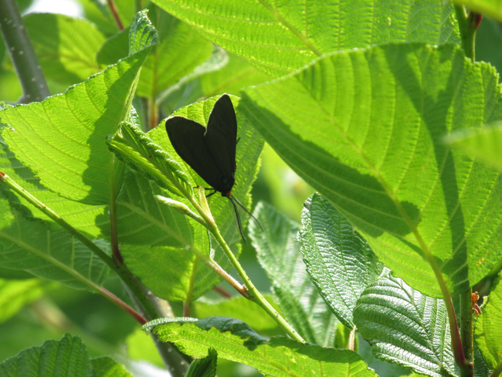 Image of Virginia Ctenucha