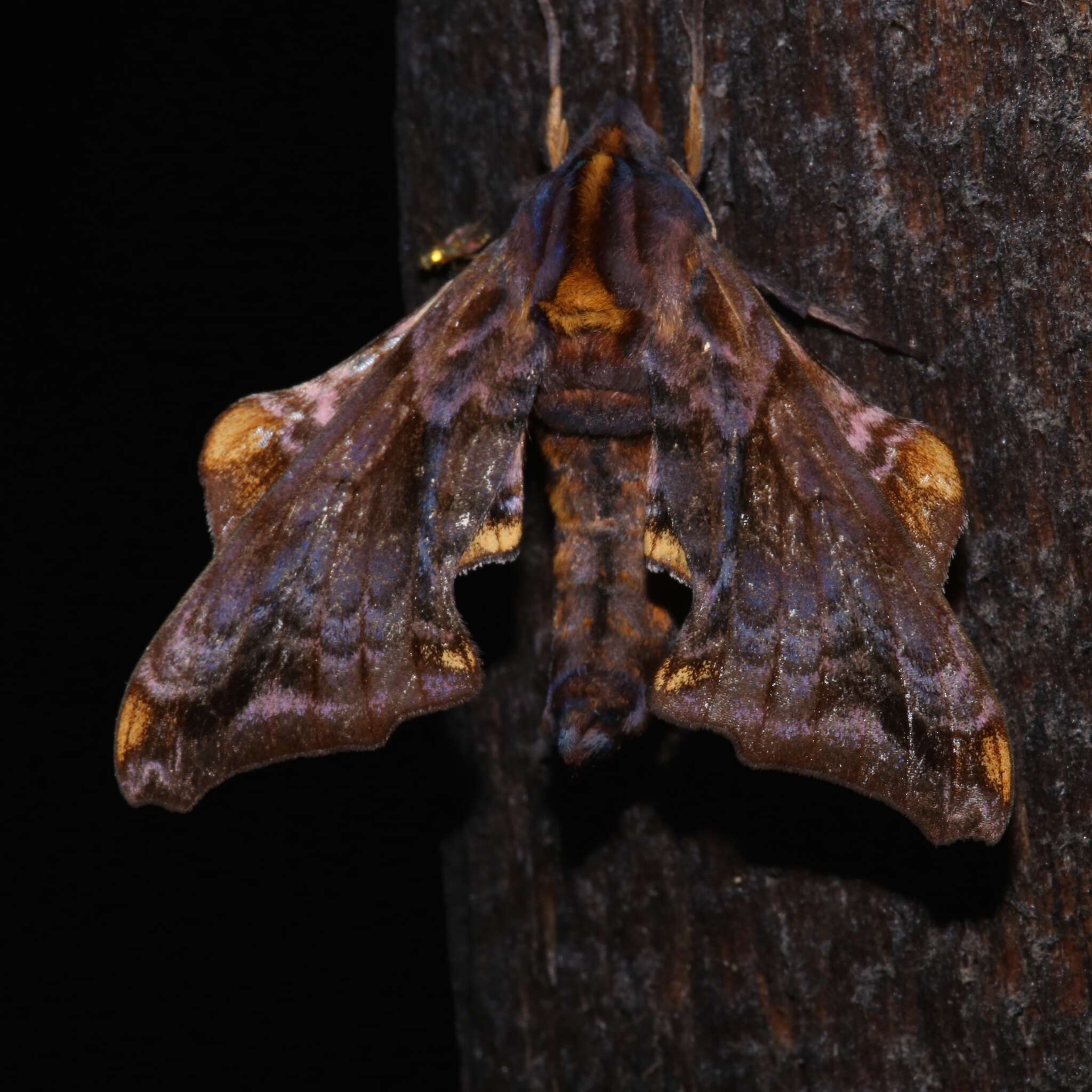 Image of Small-eyed Sphinx