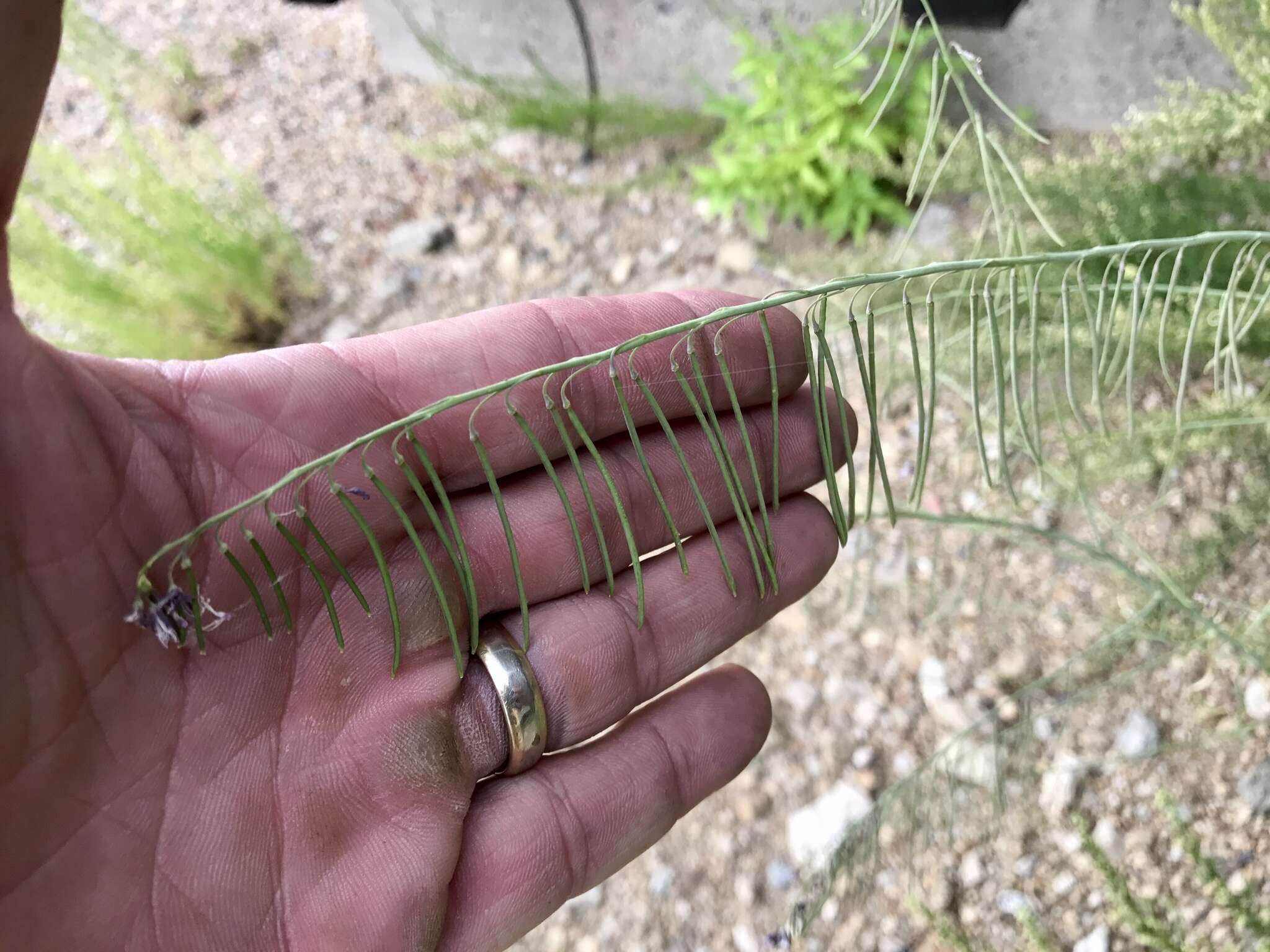 Plancia ëd Hesperidanthus linearifolius (A. Gray) Rydb.