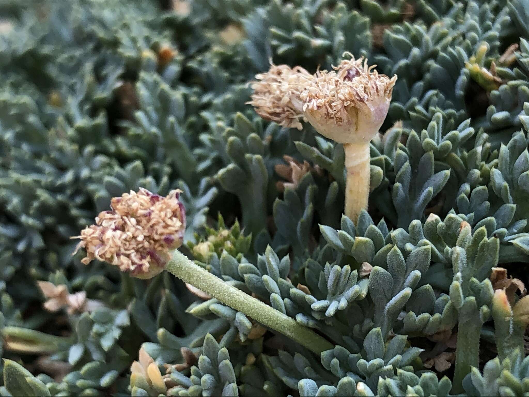 Plancia ëd Podistera nevadensis (A. Gray) S. Wats.