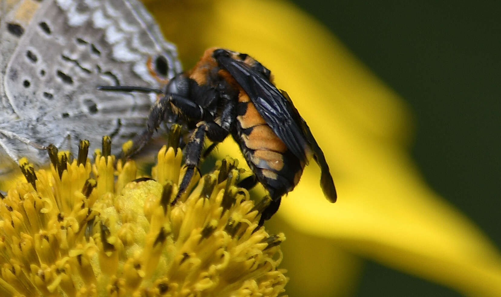 صورة Brachymelecta interrupta (Cresson 1872) Ansp