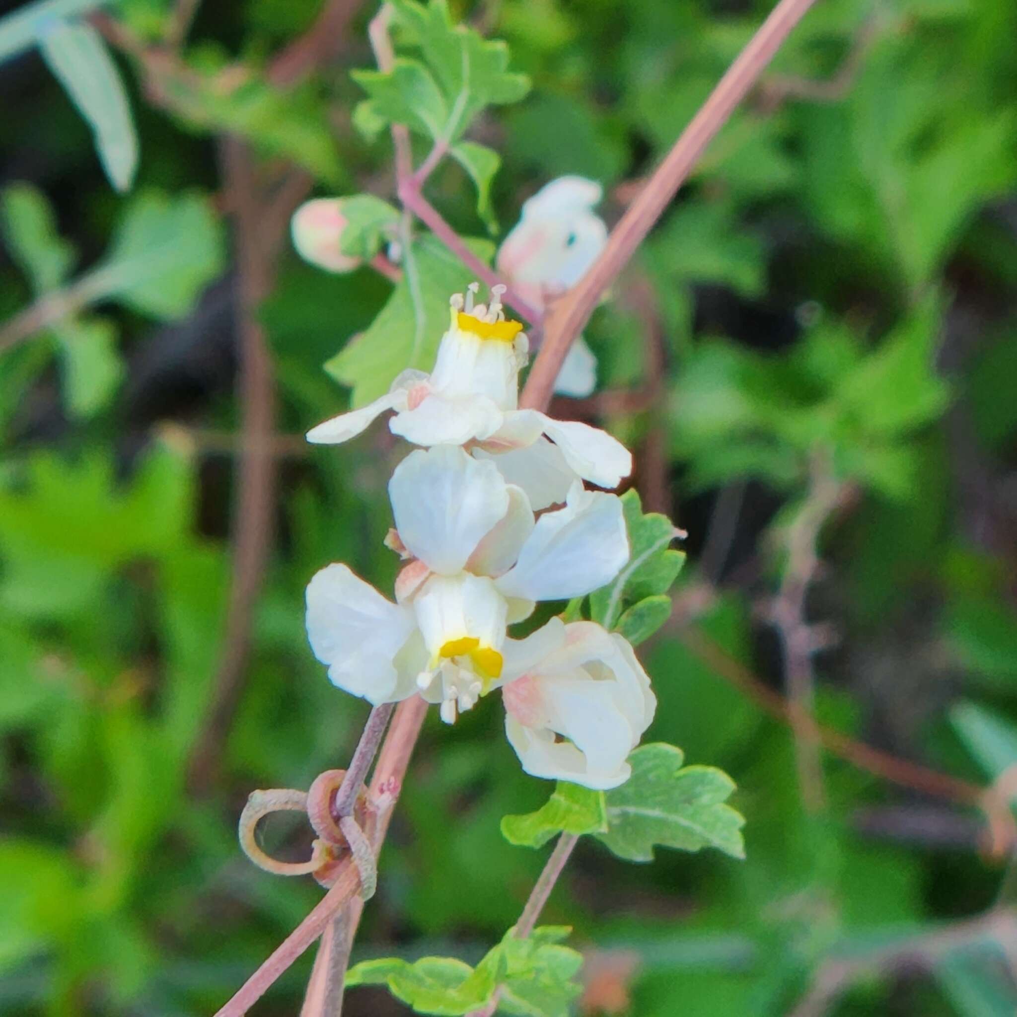 Serjania tortuosa (Benth.) Ferrucci & V. W. Steinm.的圖片