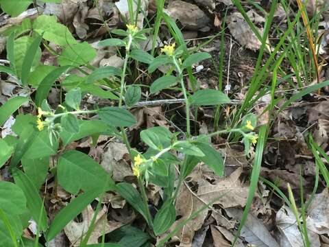 Слика од Lithospermum tuberosum Rugel ex A. DC.