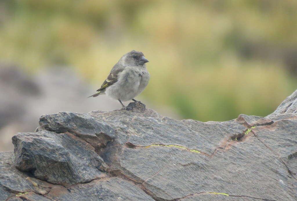 Image of Thick-billed Siskin