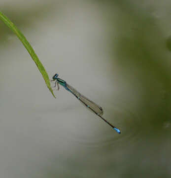 Image of Stream Bluet