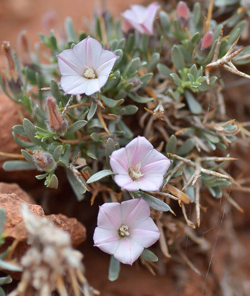 Imagem de Convolvulus tragacanthoides Turcz.