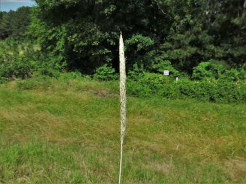 صورة Bothriochloa longipaniculata (Gould) Allred & Gould