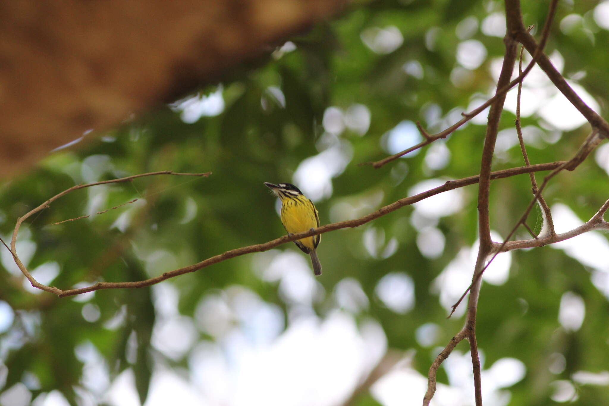 Image of Painted Tody-Flycatcher