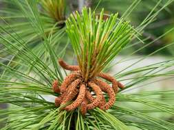 Image of ponderosa pine