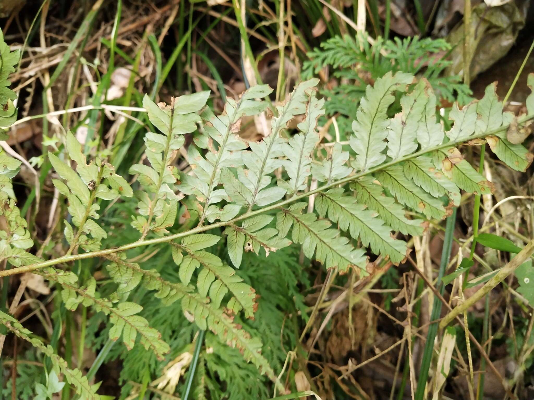 Imagem de Dryopteris varia (L.) O. Kuntze