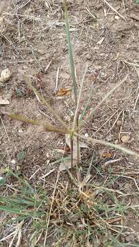 Image of Australian fingergrass