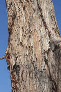 Angophora melanoxylon F. Müll. ex R. T. Baker的圖片