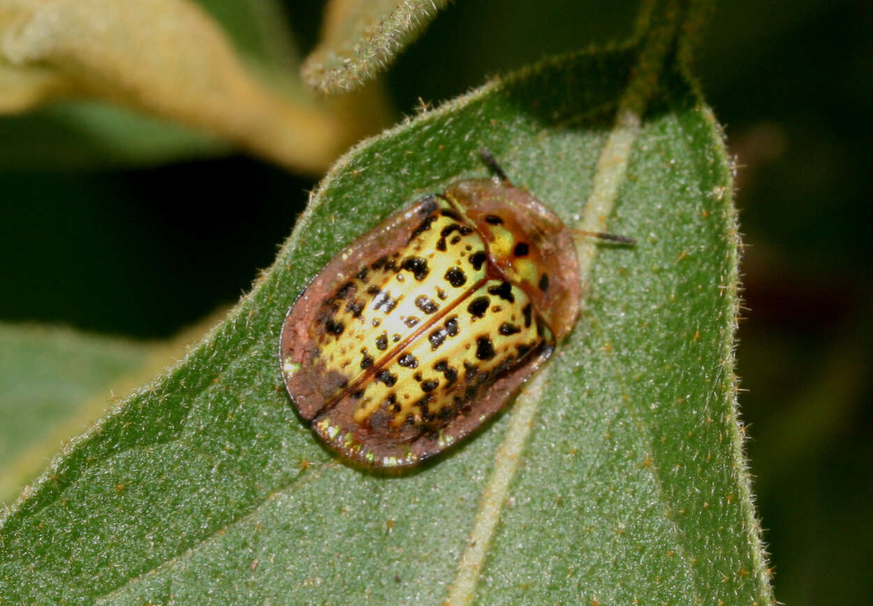 Image of Conchyloctenia tripuncticollis (Boheman 1862)