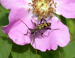 Leptura mimica Bates 1884 resmi