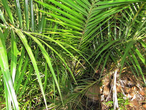 Image of Senegal date palm