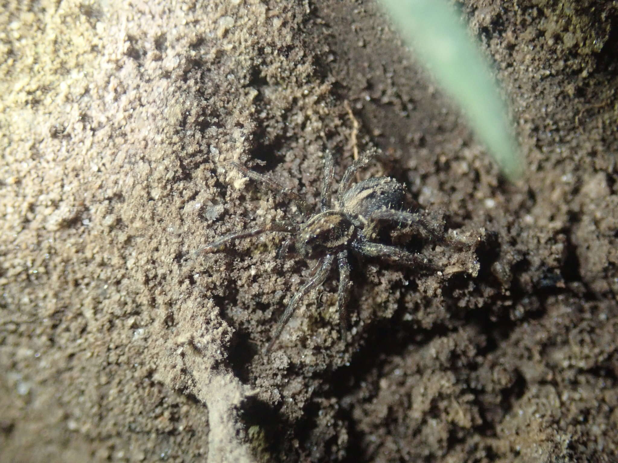 Image of Artoriopsis melissae Framenau 2007