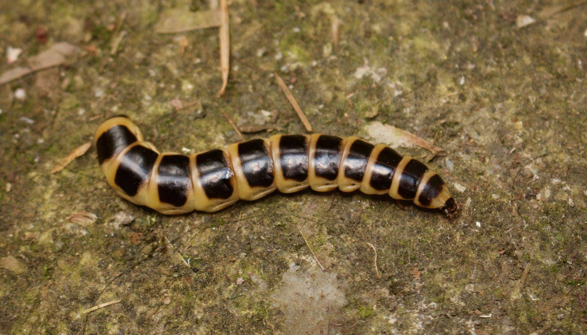 Image of Western Banded Glowworm