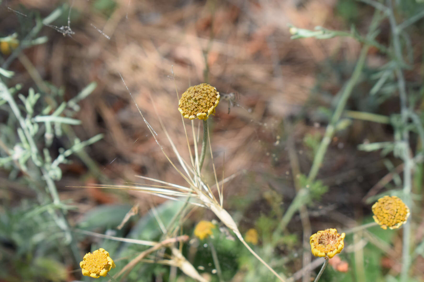 Image of Cota monantha (Willd.) Oberprieler & Greuter