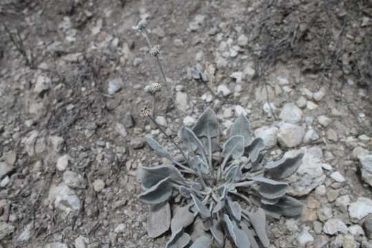 Image of Parthenium rollinsianum Rzed.