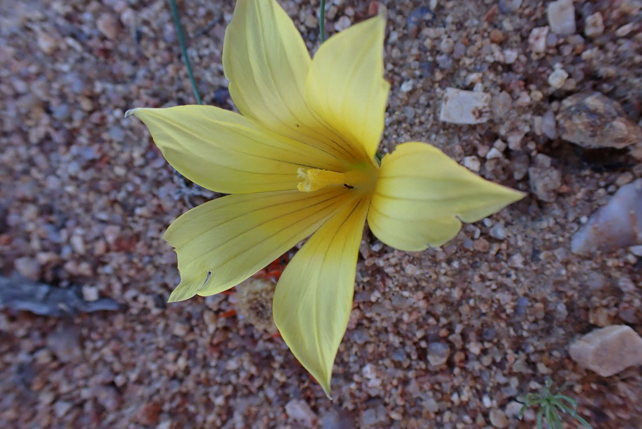 Image of Romulea pearsonii M. P. de Vos