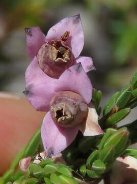 Image of Erica corifolia var. corifolia