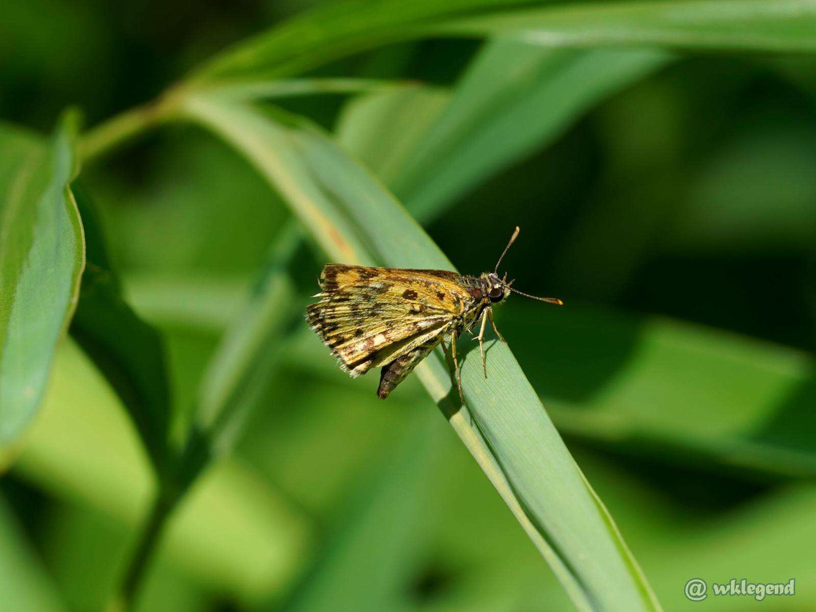 Image of Ampittia dioscorides etura Mabille 1891