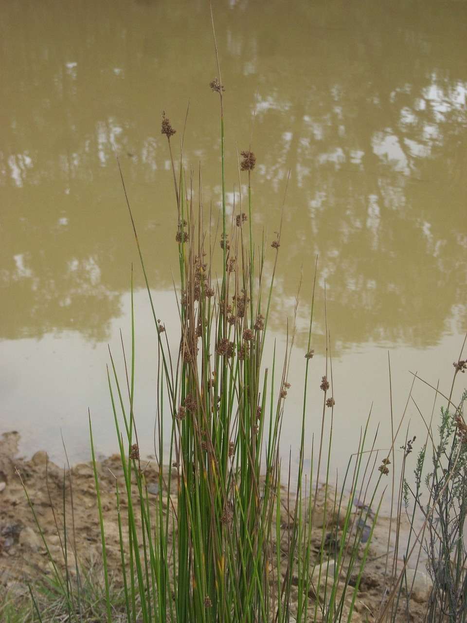 Image of Juncus gregiflorus L. A. S. Johnson