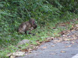 Macaca arctoides (I. Geoffroy Saint-Hilaire 1831) resmi