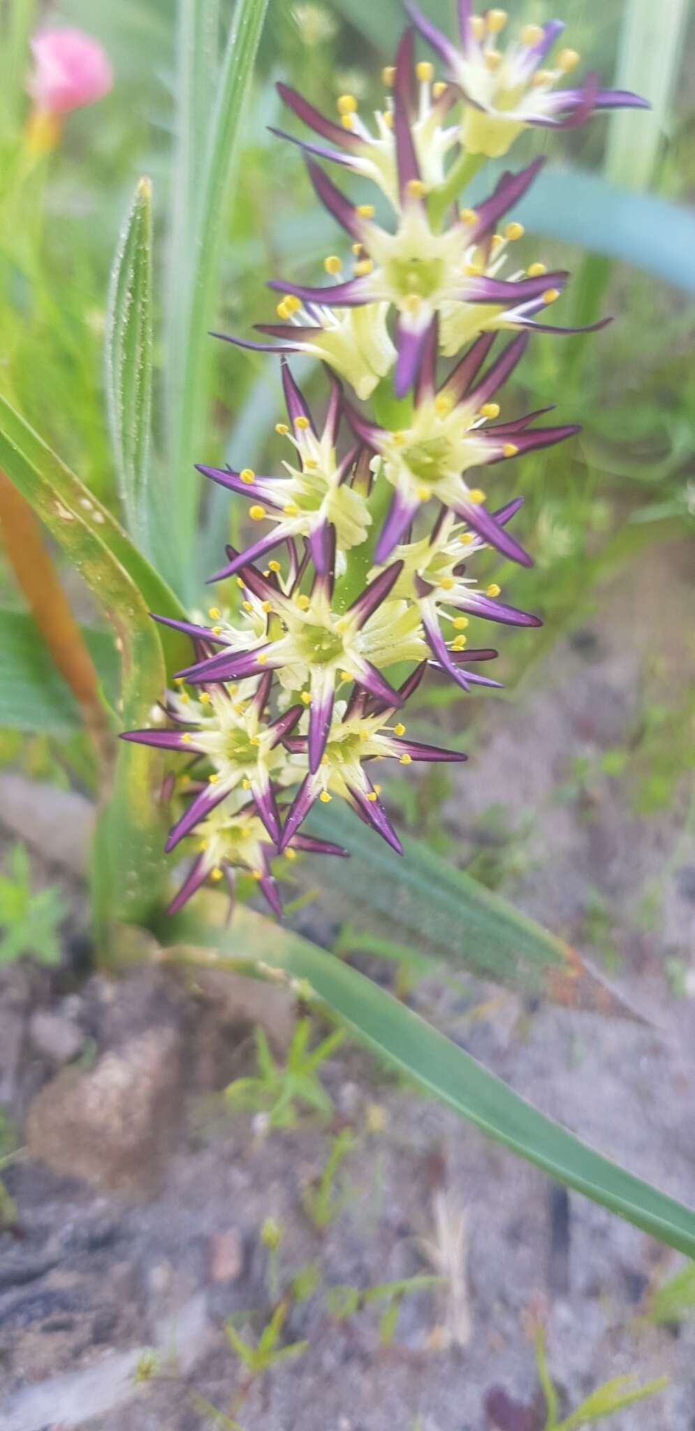 Image of Wurmbea spicata (Burm. fil.) T. Durand & Schinz