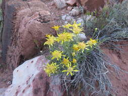 Image of Shockley's goldenhead