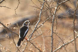 Image of White Helmet Shrike