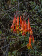 Image of Fuchsia tunariensis Kuntze