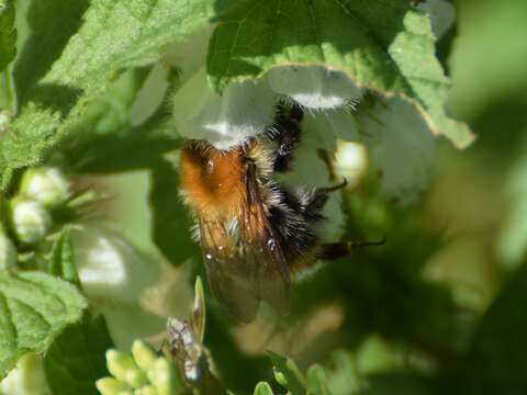 Image of Common carder bumblebee