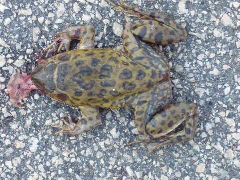 Image of African Groove-crowned Frog